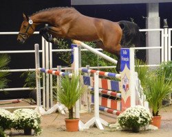 stallion Arlem Andalou (Selle Français, 2010, from Baloubet du Rouet)