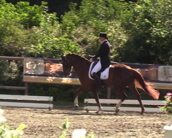 Reitturnier Hanerau-Hademarschen 2019