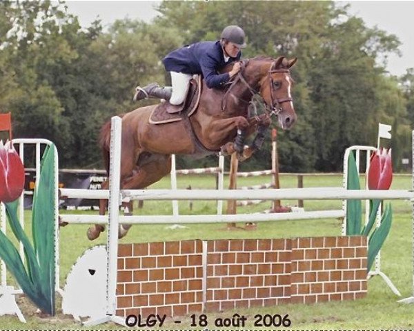 Fattrice Atoucha van 't Zorgvliet (Cavallo a sangue caldo belga, 2000, di Heartbreaker)
