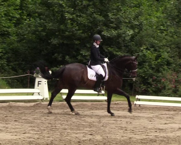 Reitturnier Hanerau-Hademarschen 2019