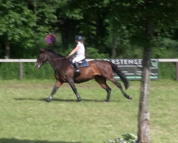 Reitturnier Stadum 2019