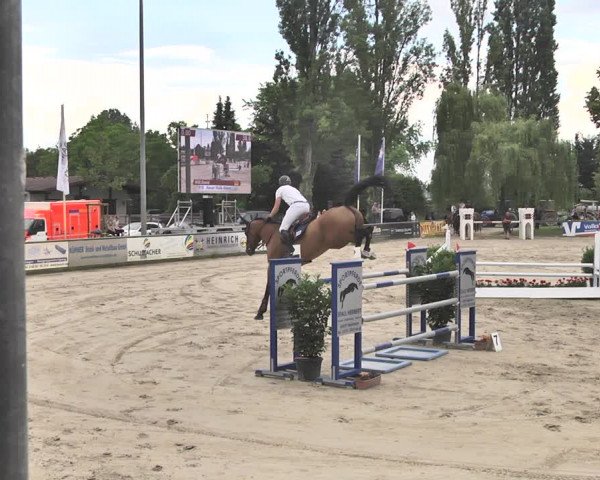 Reitturnier Viernheim 2019