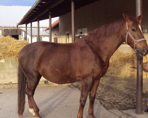 broodmare Jura (Belgian Warmblood, 2009, from Aaron)