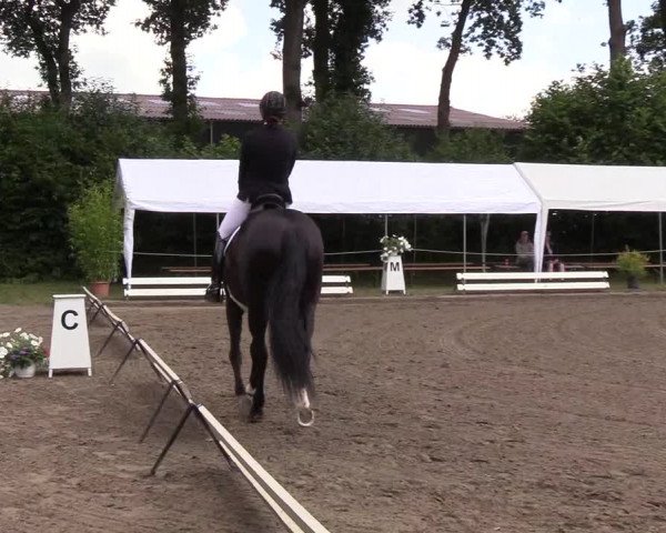 Reitturnier Hanerau-Hademarschen 2019