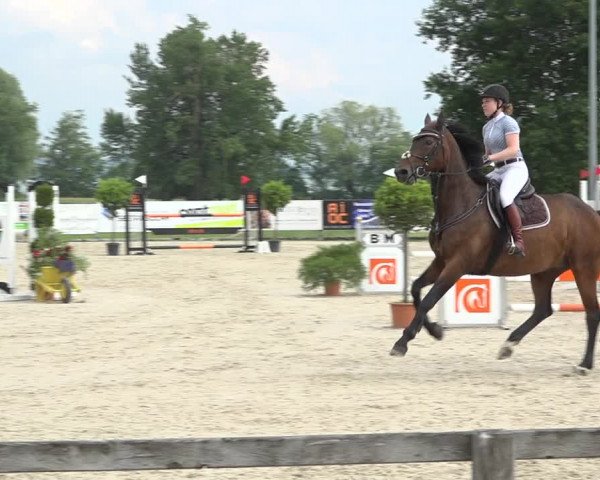 Reitturnier Hitzkirch 2019