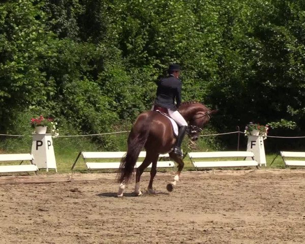 Reitturnier Hanerau-Hademarschen 2019
