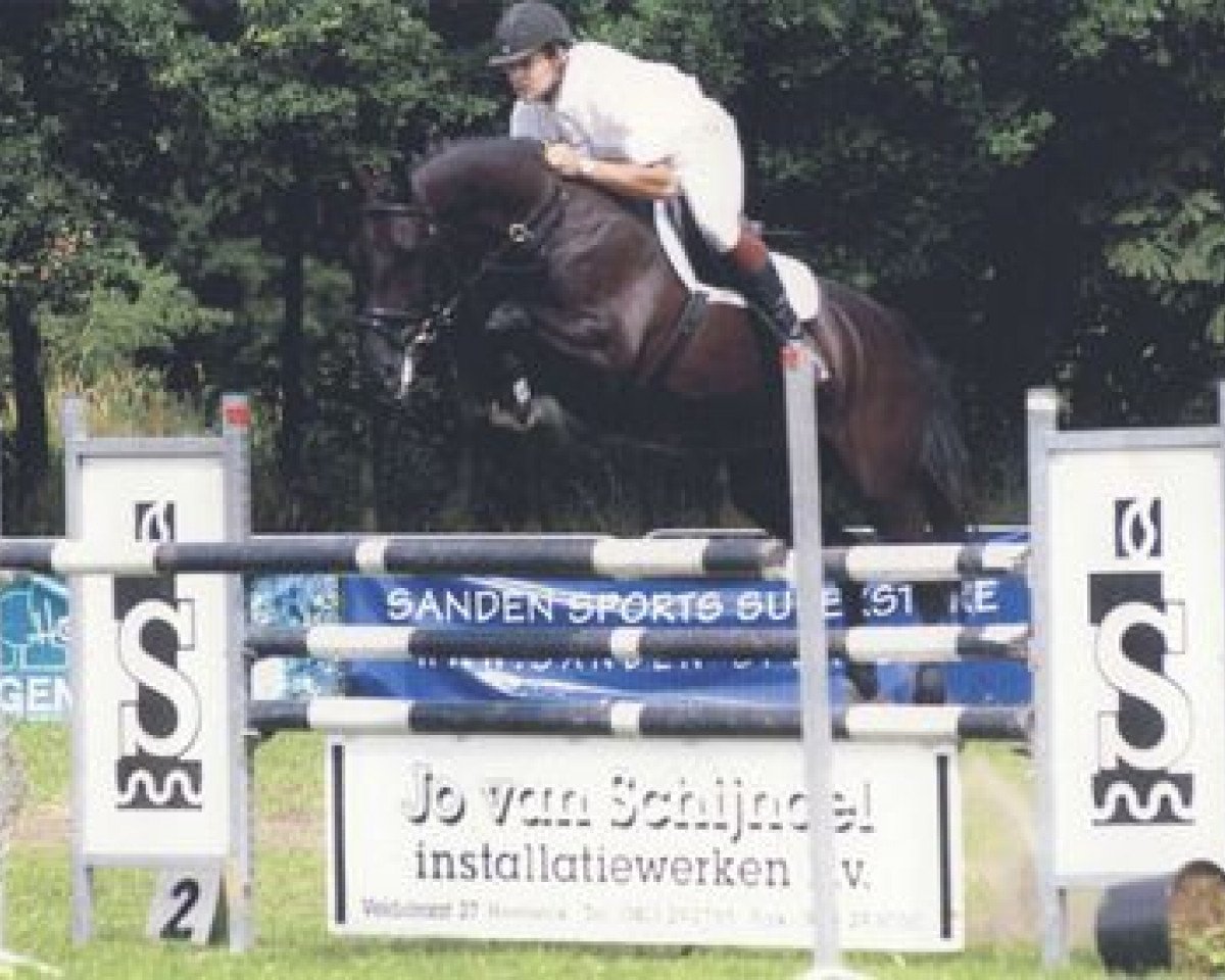 Zuchtstute Pavillio Z (Zangersheide Reitpferd, 1994, von Almox Prints J)