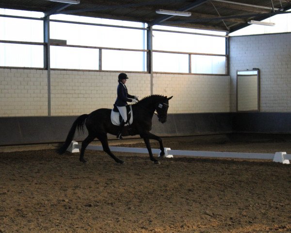 dressage horse Royal Flash 86 (Hanoverian, 2004, from Rosentau)