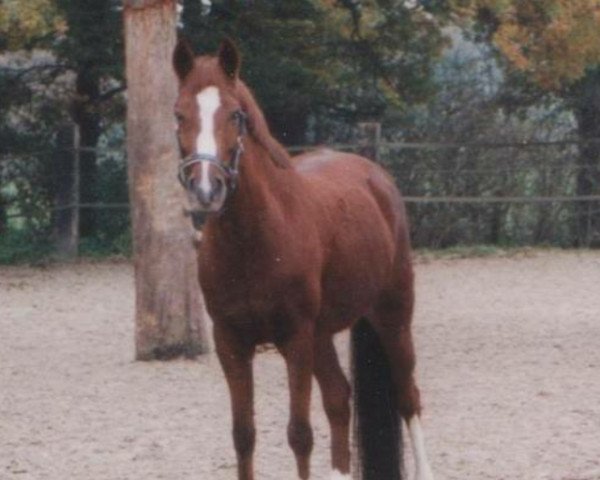Pferd Dilizzy (Deutsches Reitpony, 1993, von Durello)