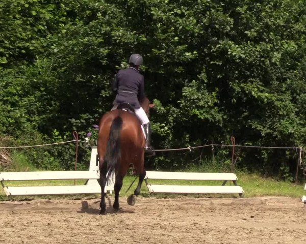 Reitturnier Hanerau-Hademarschen 2019