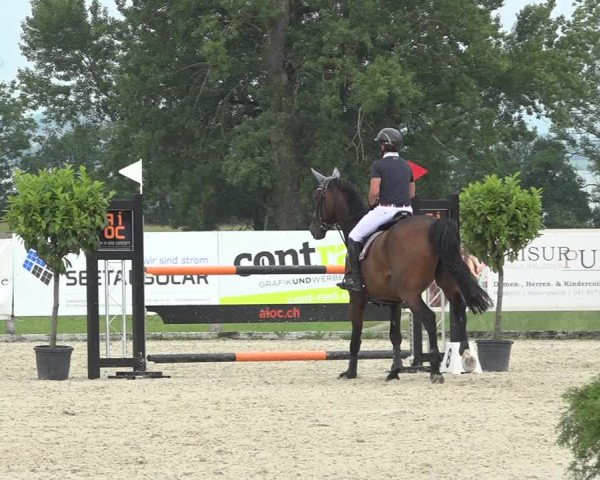 Reitturnier Hitzkirch 2019