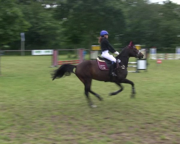 Reitturnier Stadum 2019