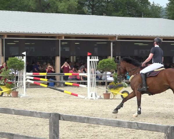 Reitturnier Hitzkirch 2019