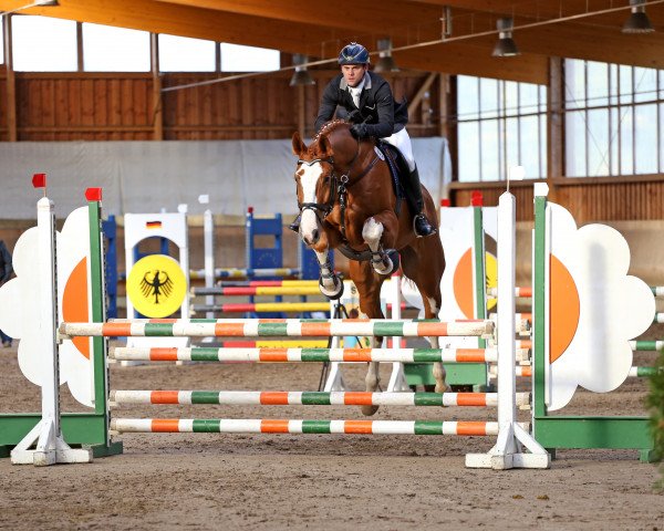 Springpferd Big Balou 6 (Oldenburger Springpferd, 2009, von Balou du Rouet)