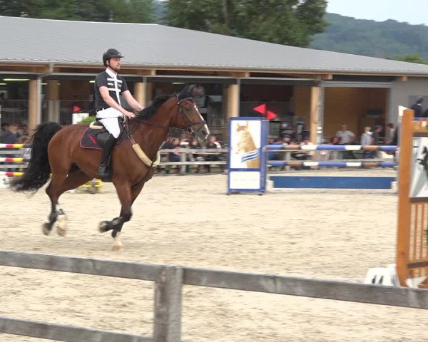 Reitturnier Hitzkirch 2019