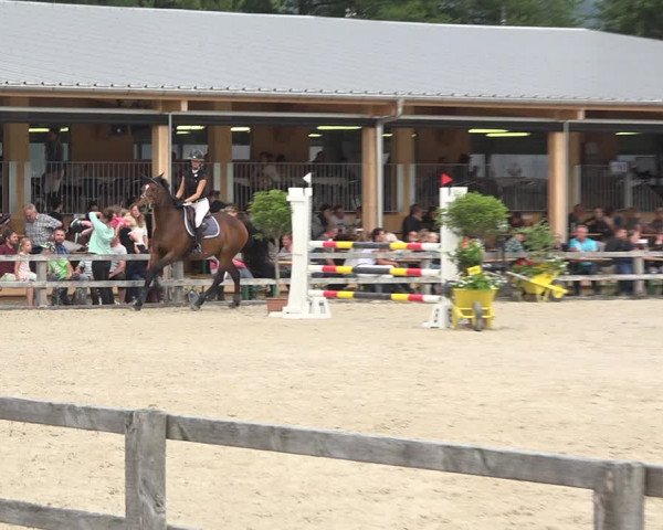 Reitturnier Hitzkirch 2019