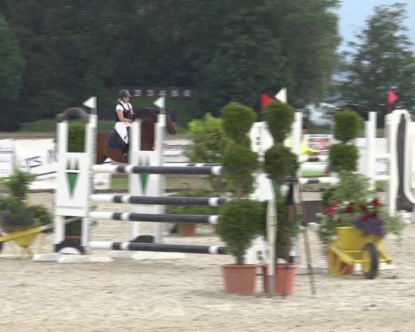 Reitturnier Hitzkirch 2019
