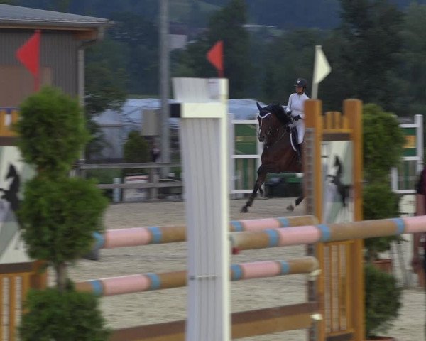 Reitturnier Hitzkirch 2019
