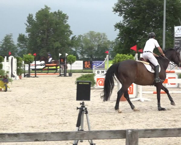 Reitturnier Hitzkirch 2019