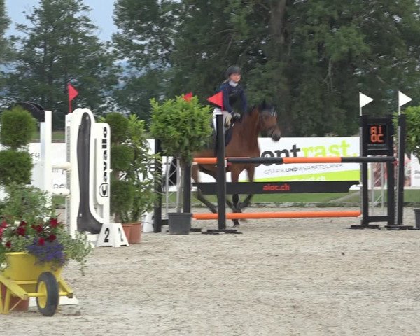 Reitturnier Hitzkirch 2019