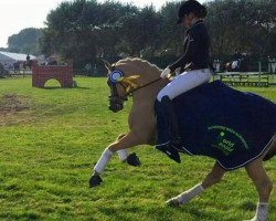dressage horse Golden Gustav (German Riding Pony, 2009, from HET Golden Dream)