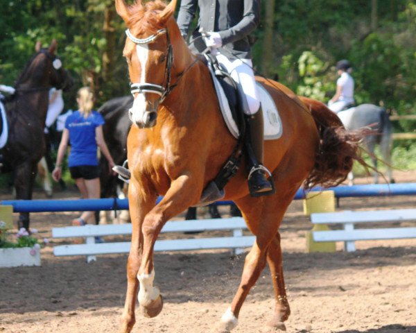 broodmare Donna Dorrie M (Hanoverian, 2007, from Don Frederico)