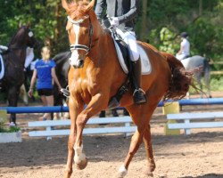 broodmare Donna Dorrie M (Hanoverian, 2007, from Don Frederico)