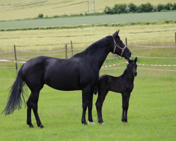 Pferd Feiner Fabi (Deutsches Sportpferd, 2016, von Finest) Pferd Feiner Fabi (Deutsches Sportpferd, 2016, von Finest)