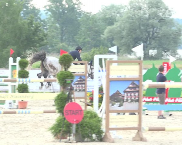 Reitturnier Hitzkirch 2019