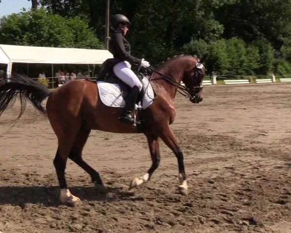 Reitturnier Hanerau-Hademarschen 2019