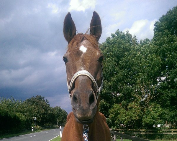 horse Upano le Dore (Trakehner, 1992, from Upan la Jarthe AA)