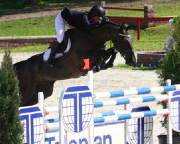 broodmare Billy Buttercup (Irish Sport Horse, 2002, from Vechta 6)