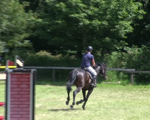 Reitturnier Stadum 2019