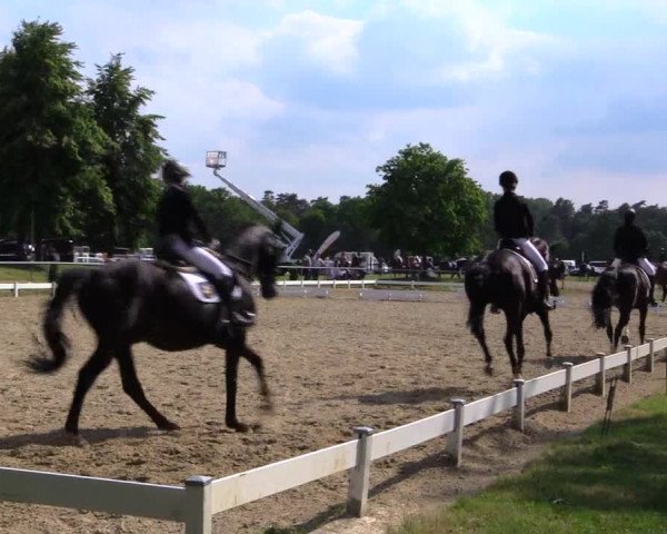 Reitturnier Coesfeld 2019