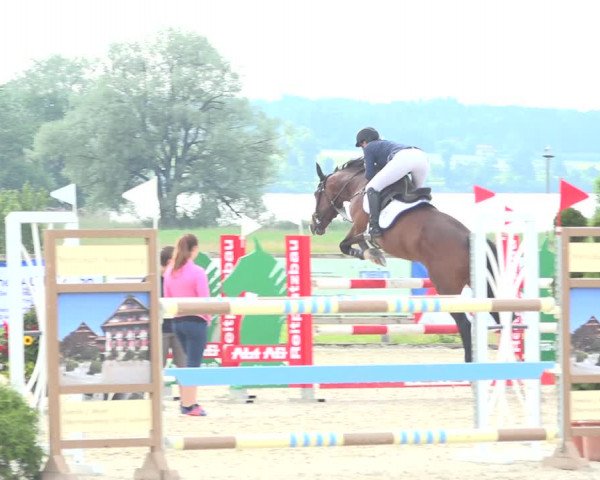 Reitturnier Hitzkirch 2019