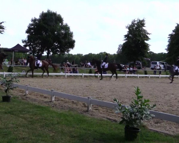 Reitturnier Coesfeld 2019