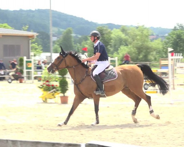 Reitturnier Hitzkirch 2019