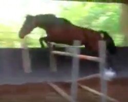 Springpferd Chaplin la Garette Z (Zangersheide Reitpferd, 2010, von Chippendale Z)