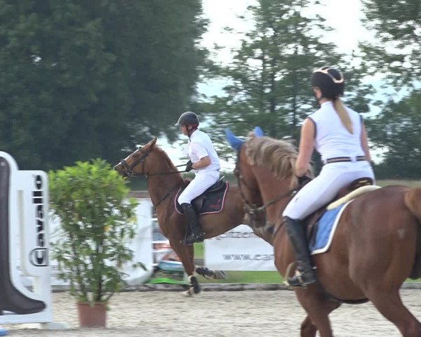 Reitturnier Hitzkirch 2019