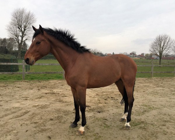 horse Junobra (Belgian Warmblood, 2009, from Numero Uno)