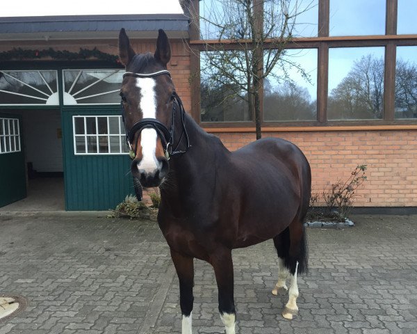 broodmare Carnival 4 (Hanoverian, 2006, from Castus I)