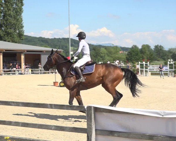 Reitturnier Hitzkirch 2019
