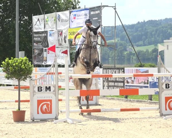 Reitturnier Hitzkirch 2019