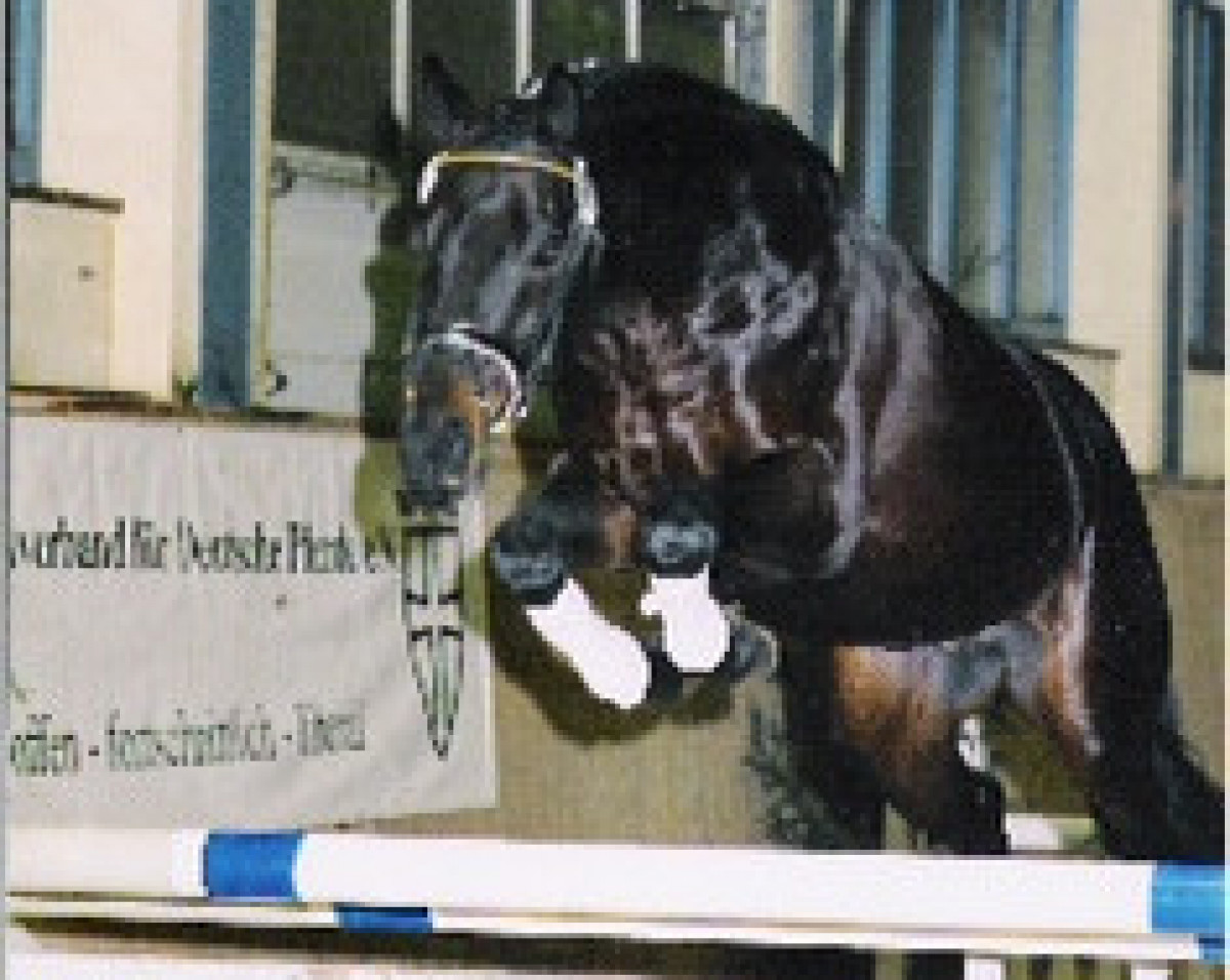 Deckhengst Prince Anthony xx 3 (Englisches Vollblut, 1999, von Cross xx)