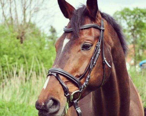 jumper Darwin Air (Hanoverian, 2003, from Don Papas)