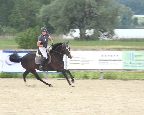Reitturnier Hitzkirch 2019