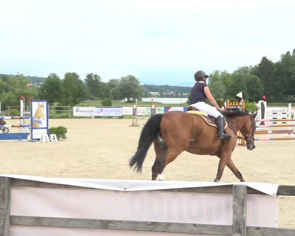 Reitturnier Hitzkirch 2019
