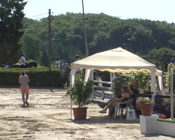 Reitturnier Leverkusen - Teitscheider Hof 2019