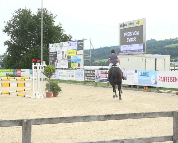 Reitturnier Hitzkirch 2019