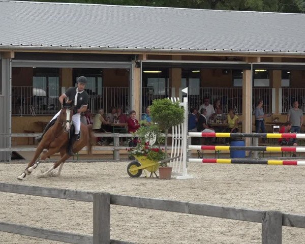 Reitturnier Hitzkirch 2019